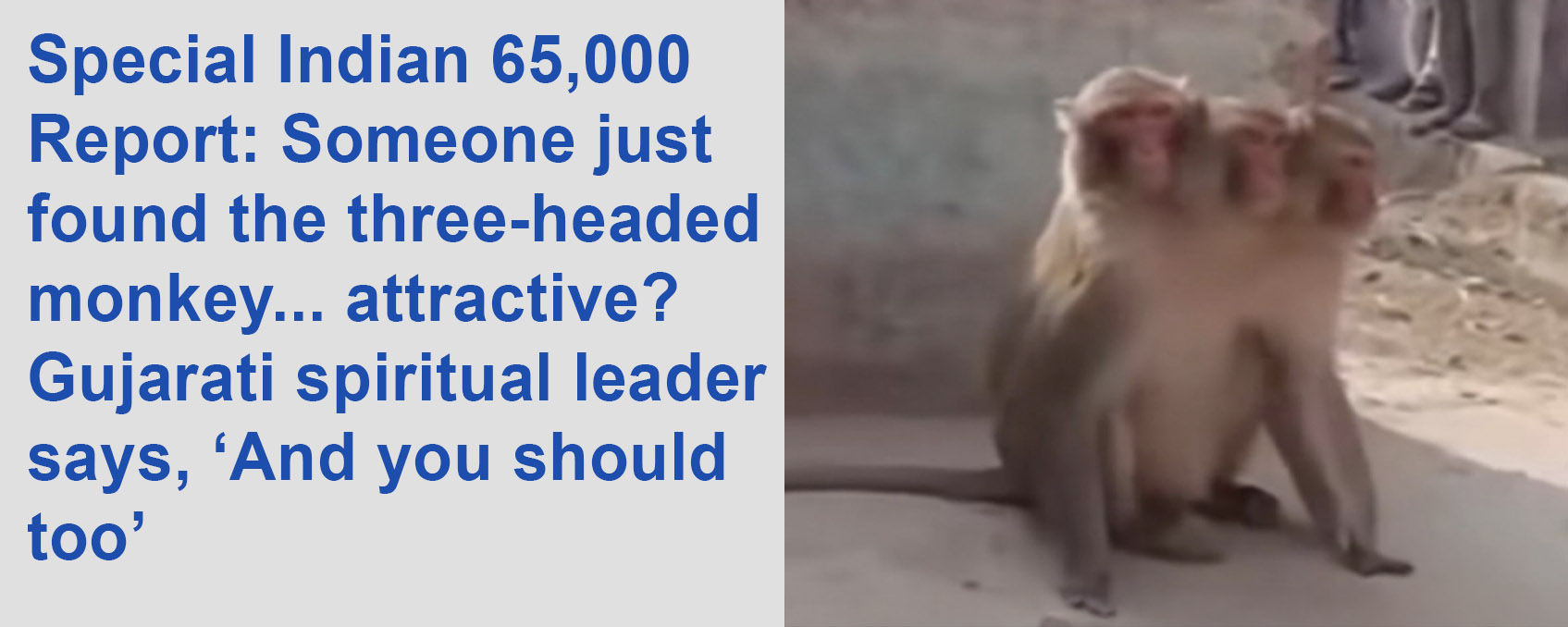 Three headed monkey